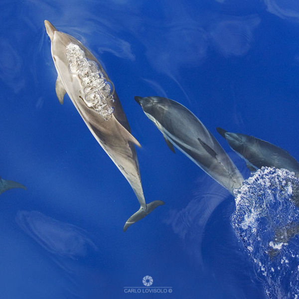 3SM-2004-STENELLE-STRIATE-FOTOSTUDIOLOVISOLO