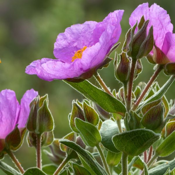 ff-10-2015-cisti-rosa