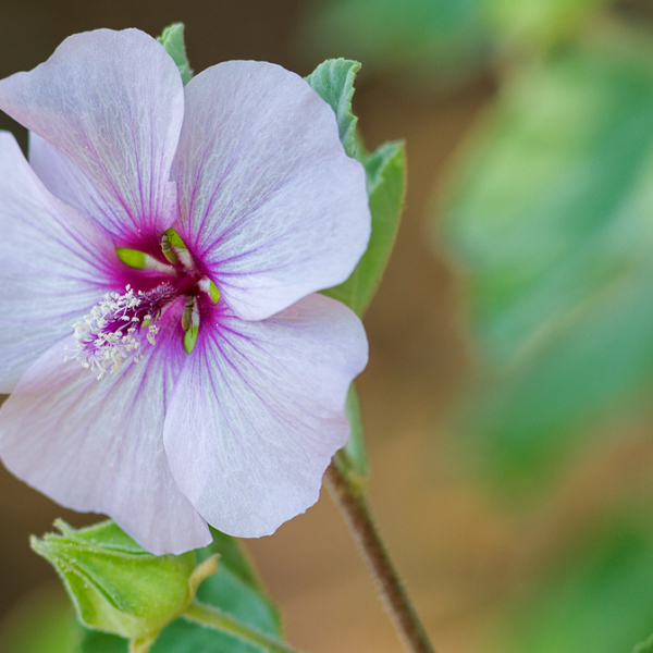 ff-3-2013-lavatera-marittima