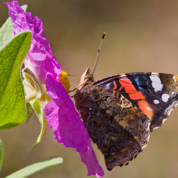 ff-8-2010-cisto-rosa-e-vanessa-atalanta