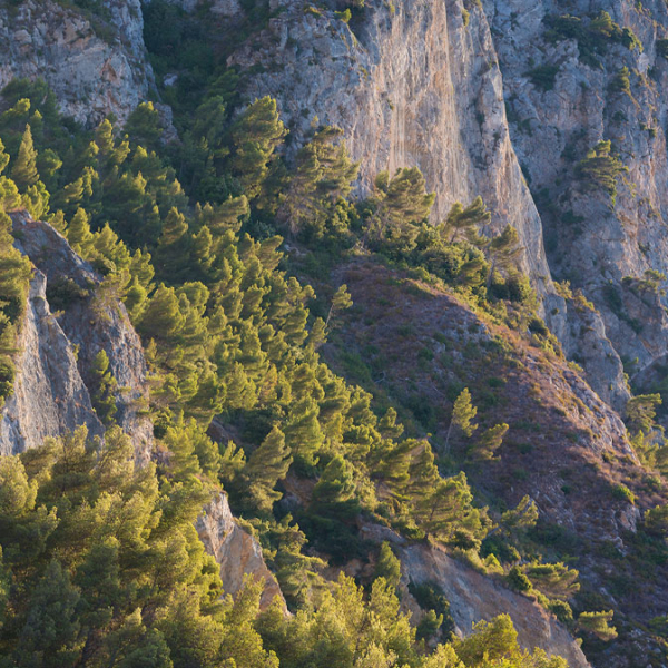 PN10-2012-CAPO-NOLI-PINI-D-ALEPPO FOTOSTUDIOLOVISOLO